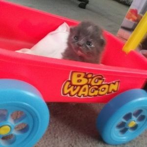 Meet your co-posher Nuggit